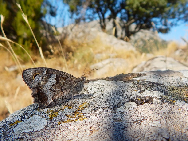 Hipparchia statilinus